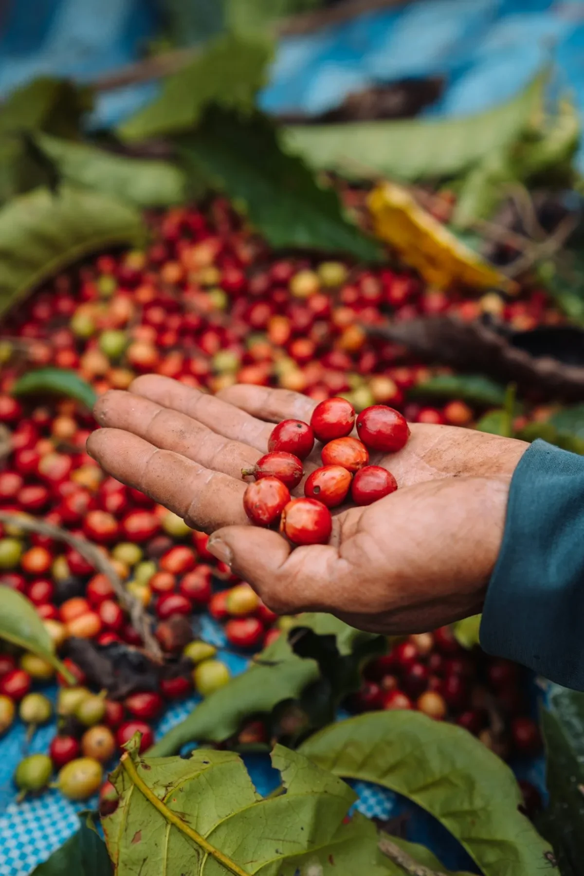 The World's Most Expensive Coffees: A Luxurious Brew